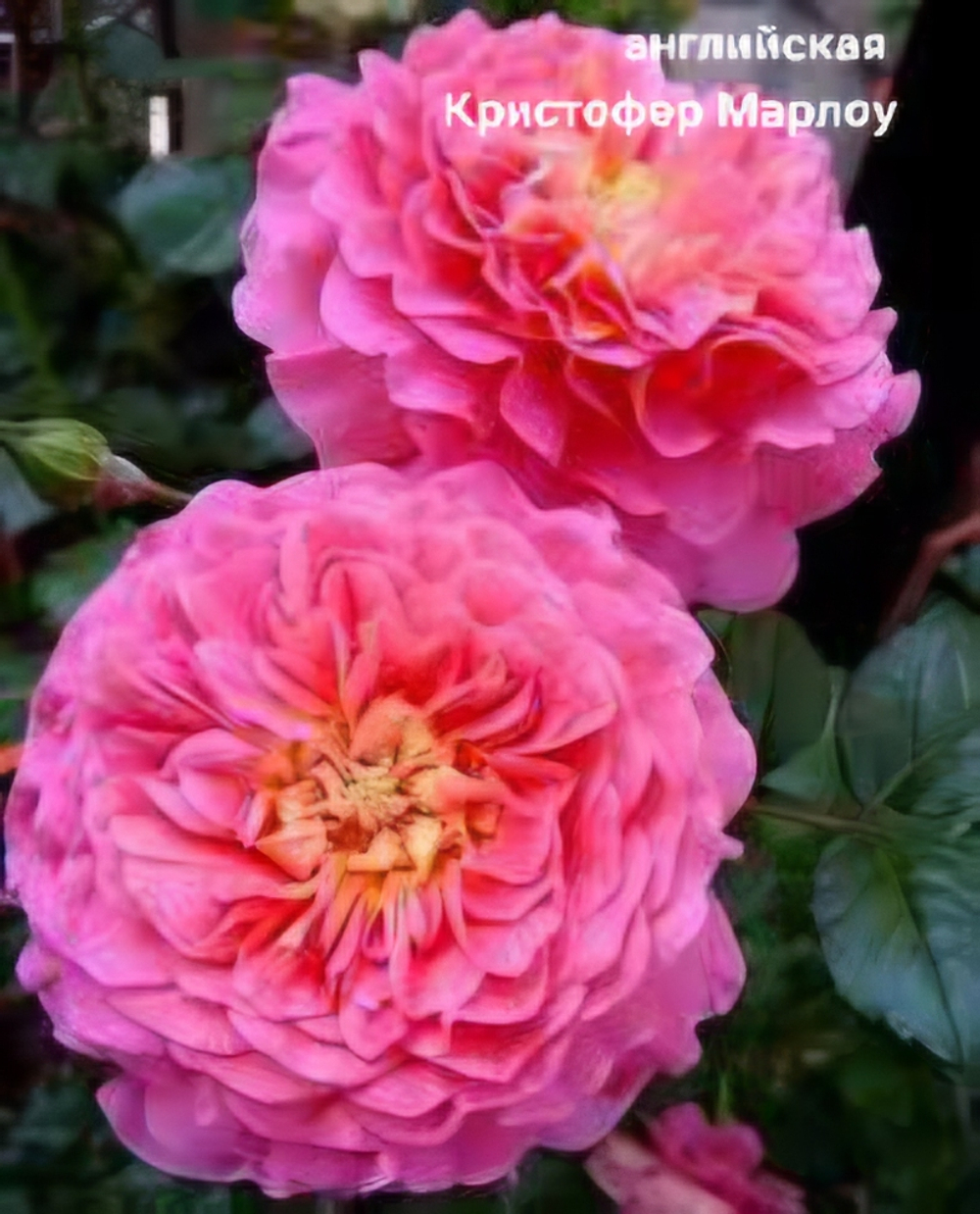 Саженцы роз английская КРИСТОФЕР МАРЛОУ
