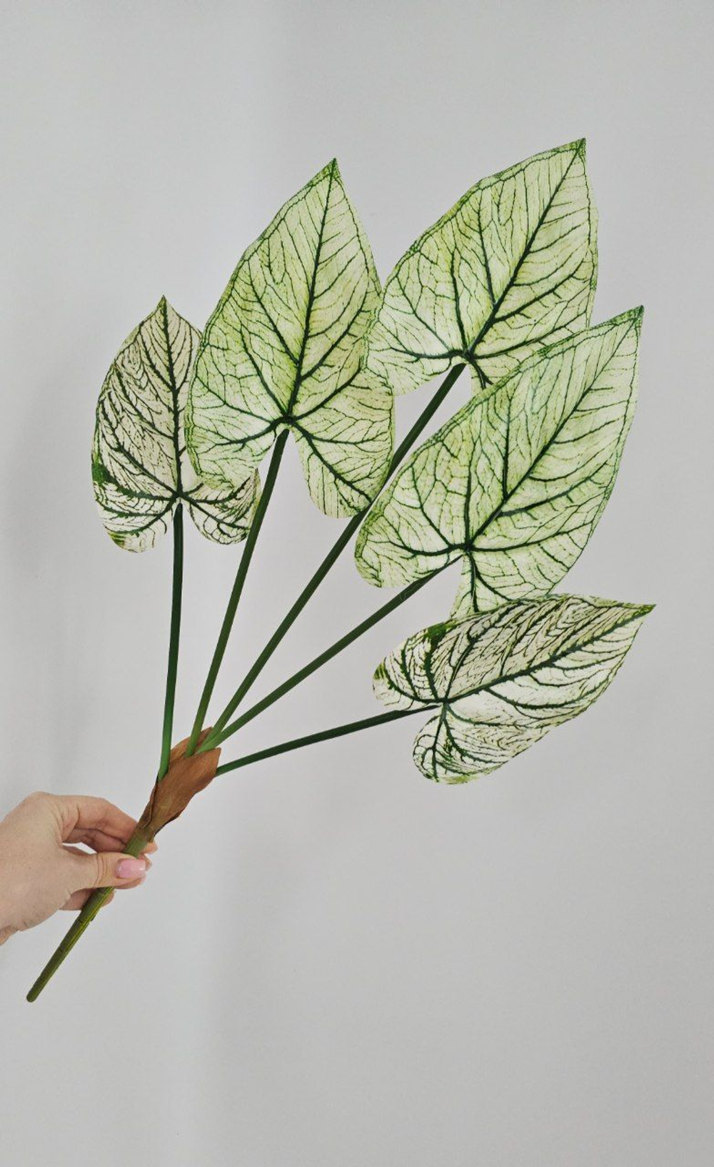 Каладиум / Арт 6367