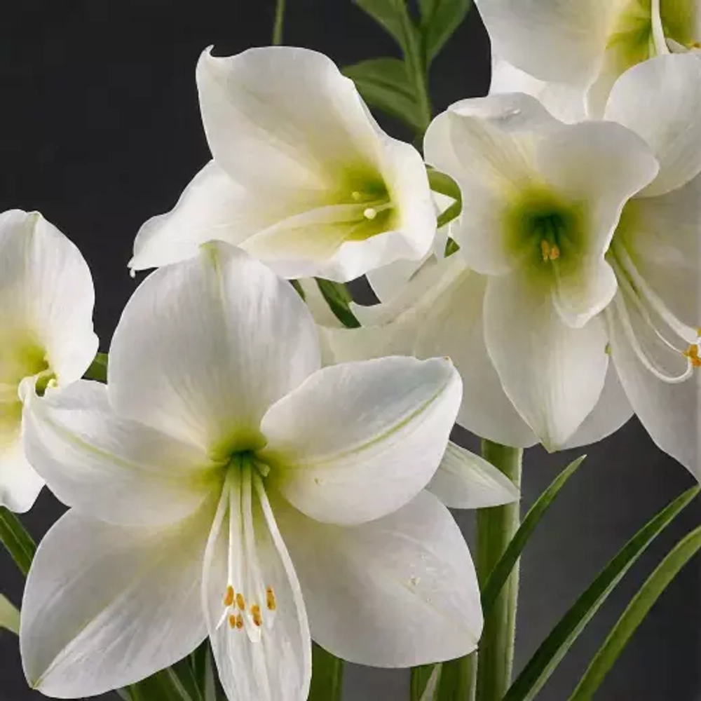 Амариллис Кристмас Гифт Закупка М80 сентябрь 2026