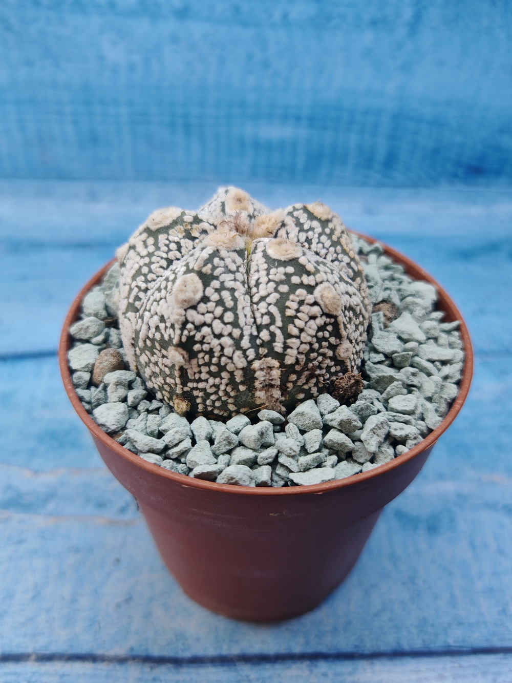 Astrophytum Asterias "Super Kabuto" (Астрофитум)