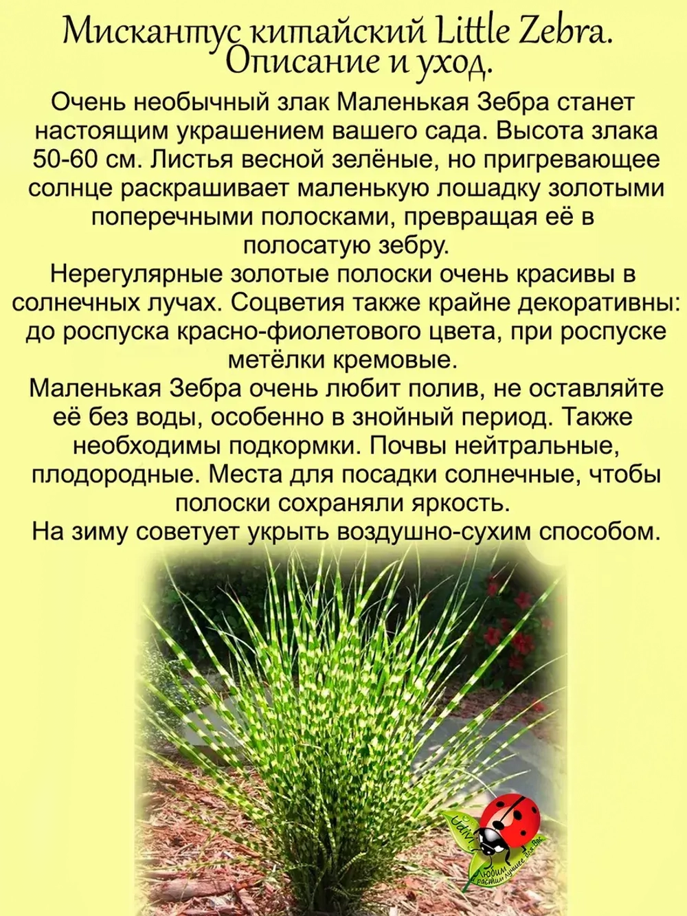 Злак Мискантус китайский Маленькая Зебра