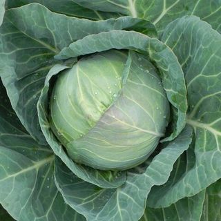 Капуста белокочанная Ройал Вантаж F1 2500 (cемян)