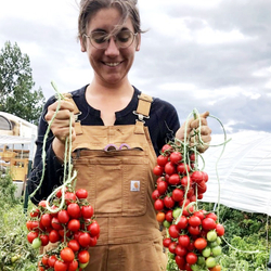 Помидоры Для Зимнего Хранения - Italia Grappoli D'Inverno Tomato