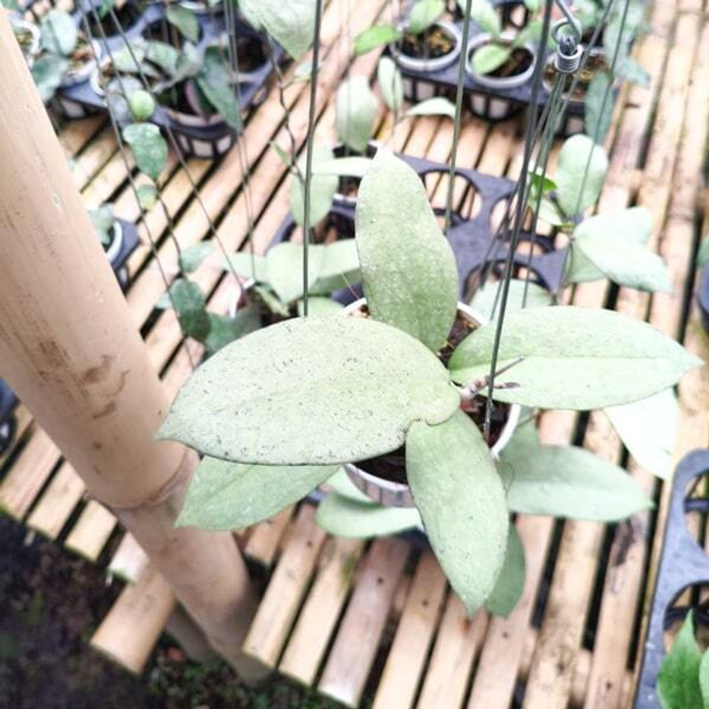 Хойя MENAK SOPAL