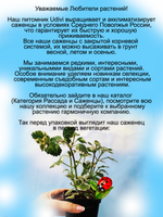Плектрантус Вариегатный ампельный