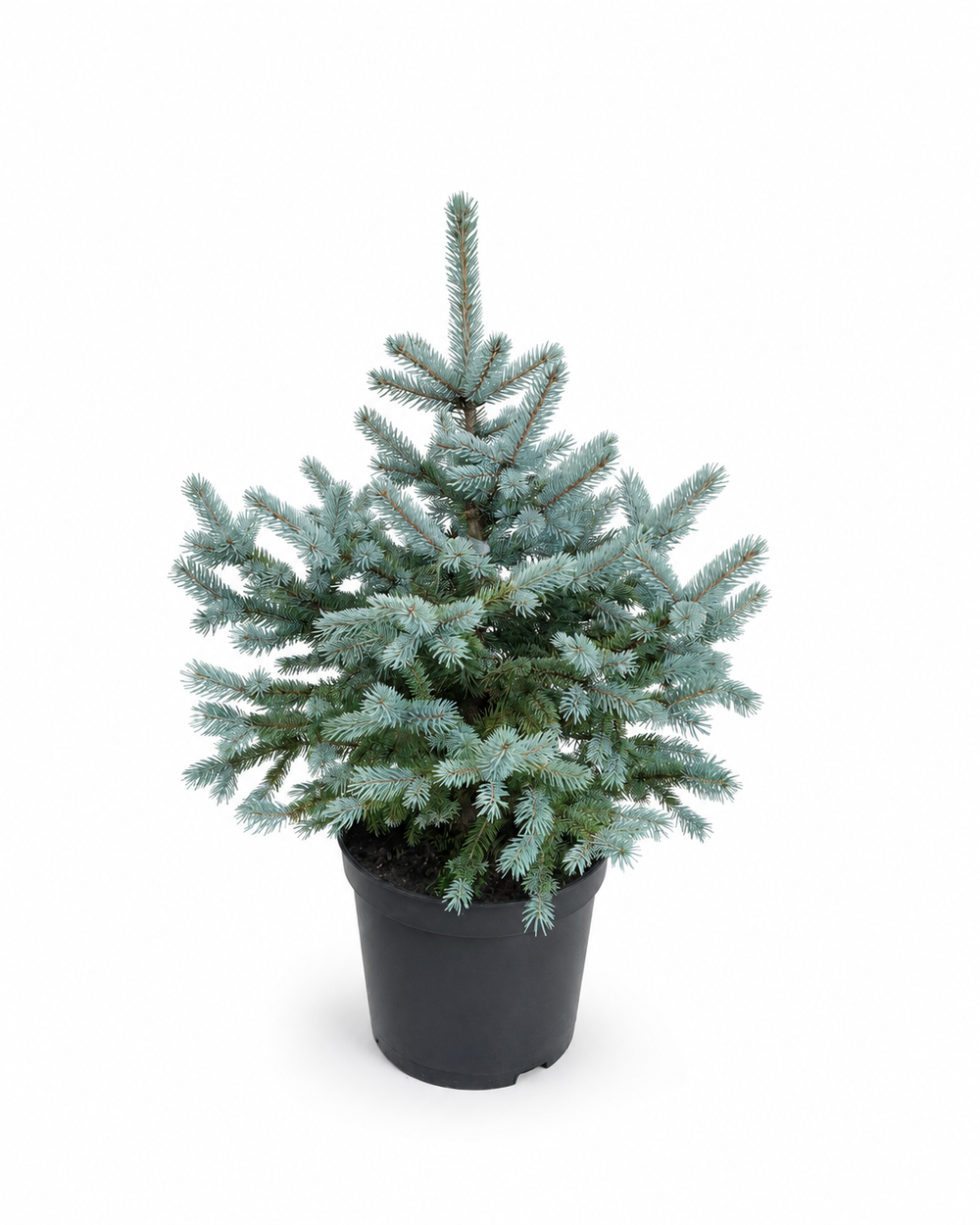 Ель "Glauca Sanders Blue"