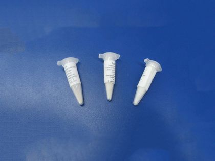 Закваска для сыра Сулугни на 10 л молока, флакон-пробник