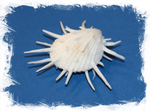 Spondylus imperialis