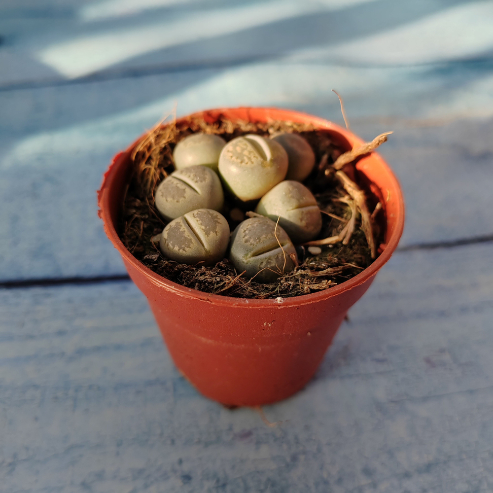 Lithops sp. (Литопсы)