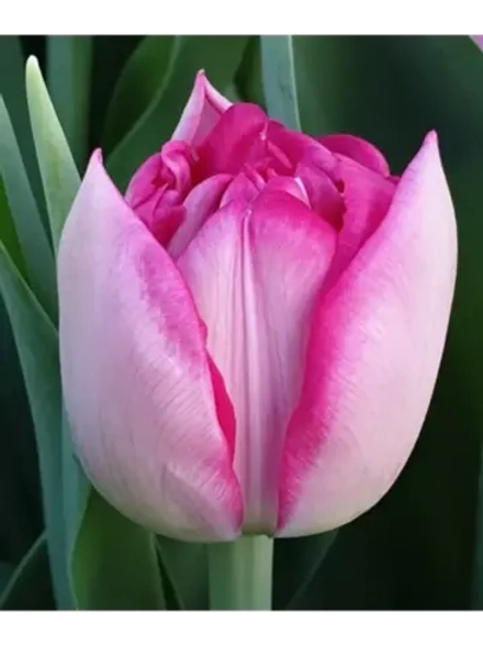 Тюльпаны пионовидные ,луковицы сорт MUMBAI розовые (4 штуки)