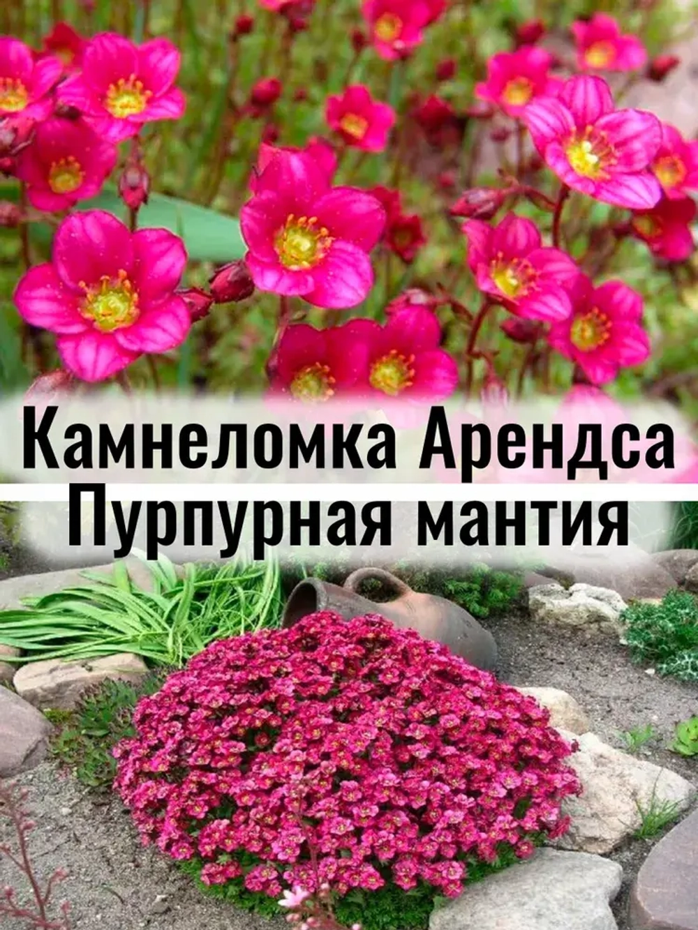 Камнеломка Арендса "Пурпурная мантия" саженец в контейнере Р9