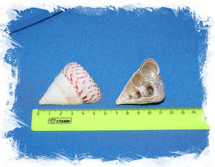 Боковой срез Конического Трохуса