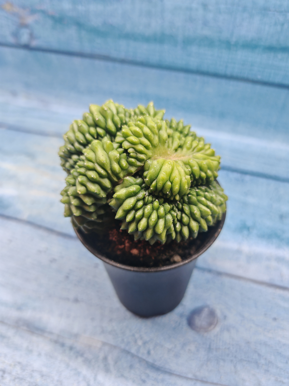 Gymnocalycium Spineless Crested form (Гимнокалициум Кристатный)