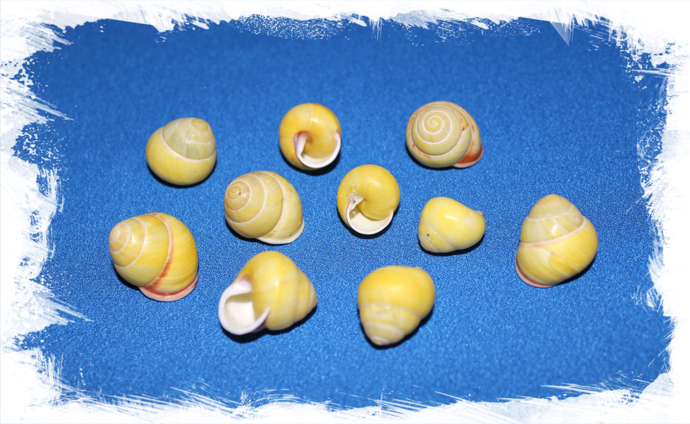 Ракушка Helicostyla bushi