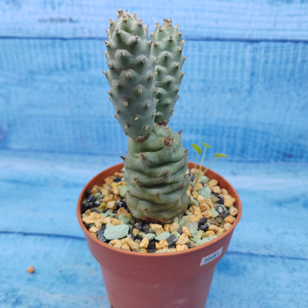 Tephrocactus Articulatus Diadematus (Тефрокактус)
