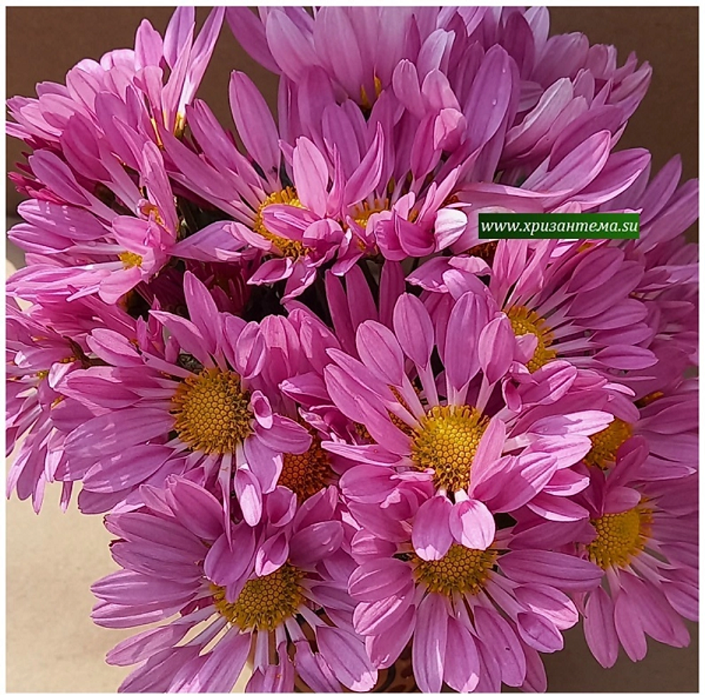 Зимостойкая хризантема Тролль розовый 🌻 ☘ з.64    (отгрузка  Сентябрь)