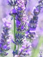 Туника пляжная черная р. 44-48, Charmante Италия