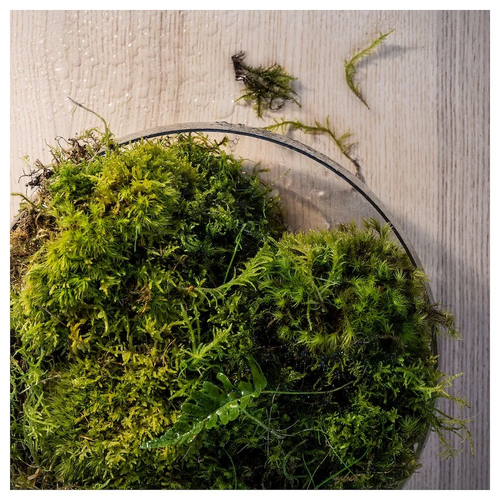 СИЛКЕСТРЕД SILKESTRED Ароматические свечи 30 шт, роса и мох/крем, 3,5 часа