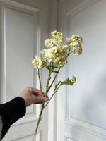 Маттиола кустовая в желтом оттенке