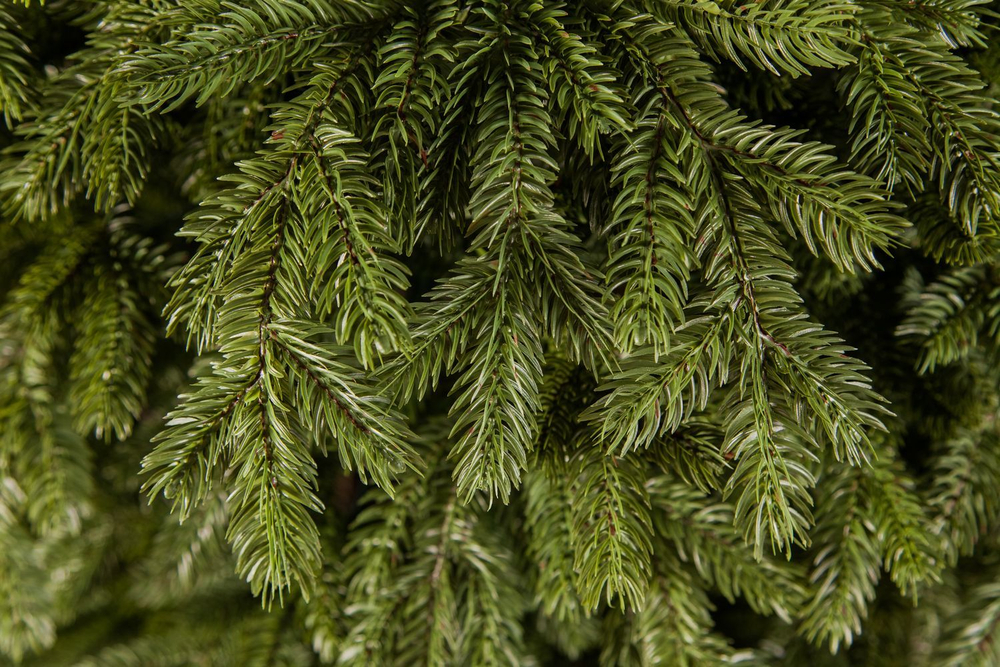 Ель Царская 155см зеленая Triumph Tree