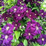 Клематис Etoile Violette (3 группа обрезки)