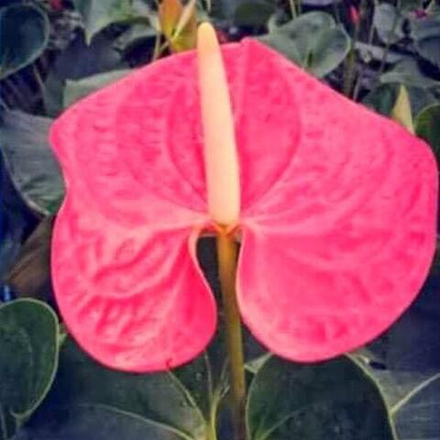Антуриум Андре DARK PINK р. МИНИ
