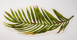 Коврик 80х160 Abyss & Habidecor Пальма 165 белый/зеленый