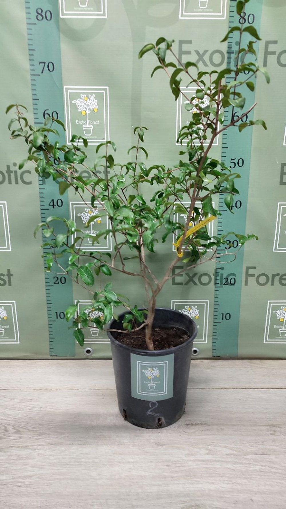 Eugenia Uniflora