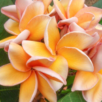 Плюмерия PARAMINO