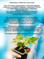 Бугенвиллия Сан Диего Ред вариегата