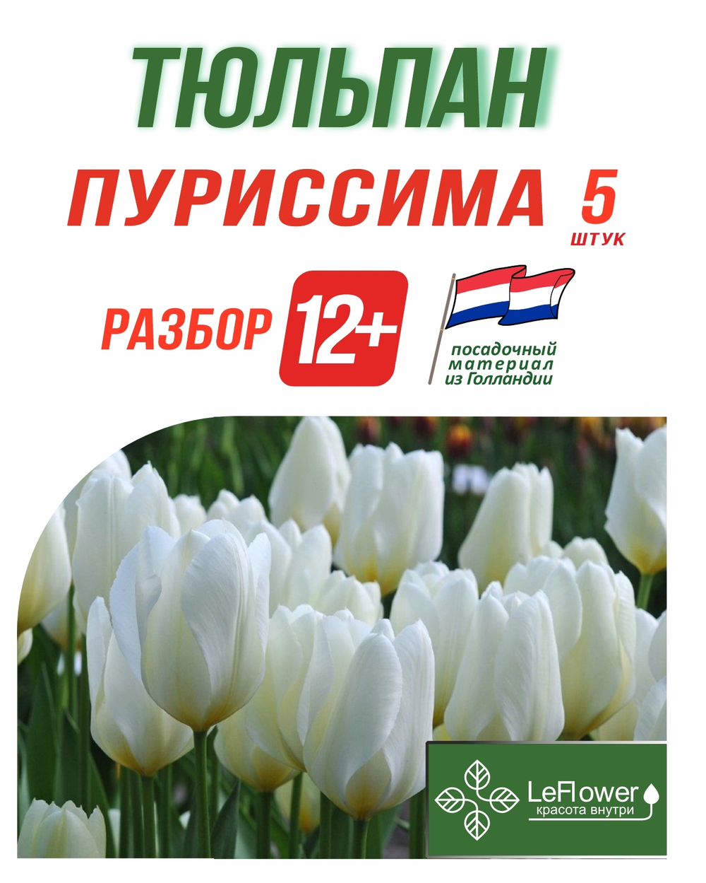 Тюльпан Луковица, Пуриссима 5 шт, разбор 12+