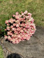 Букет Кустовая роза нежная 15 шт.