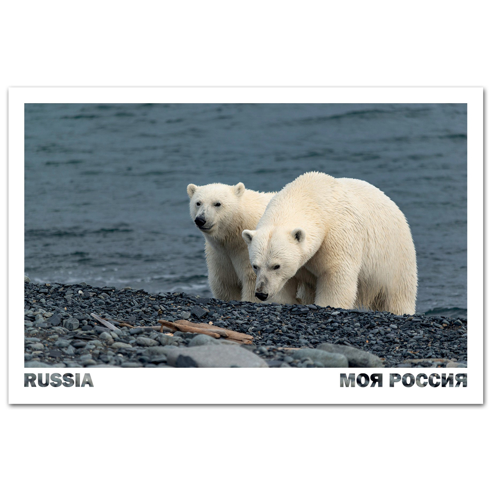 Белые медведи на берегу Чукотского моря