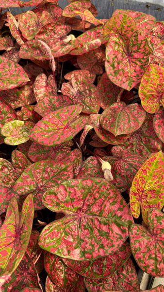 Ферма каладиумов Ферма каладиумов