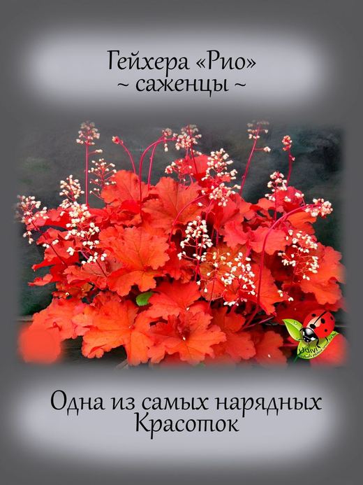 Гейхера Рио яркая многолетник