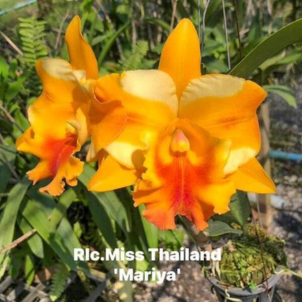 Орхидея ринхолелиокаттлея RLC. MISS THAILAND MARIYA