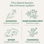 Traditional Medicinals, Organic Echinacea Plus®, бузина, без кофеина, 16 чайных пакетиков, 24 г (0,85 унции)