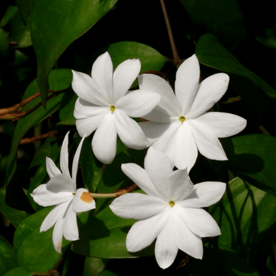 Жасмин аурикулатум абсолют (Индия)