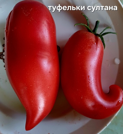 ТУФЕЛЬКИ СУЛТАНА