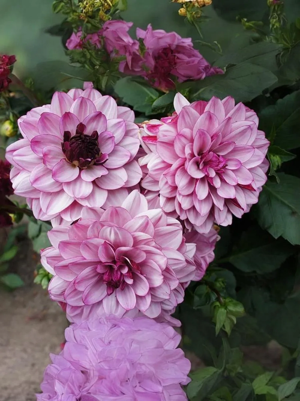 Георгин декоративный Крем де Кассис