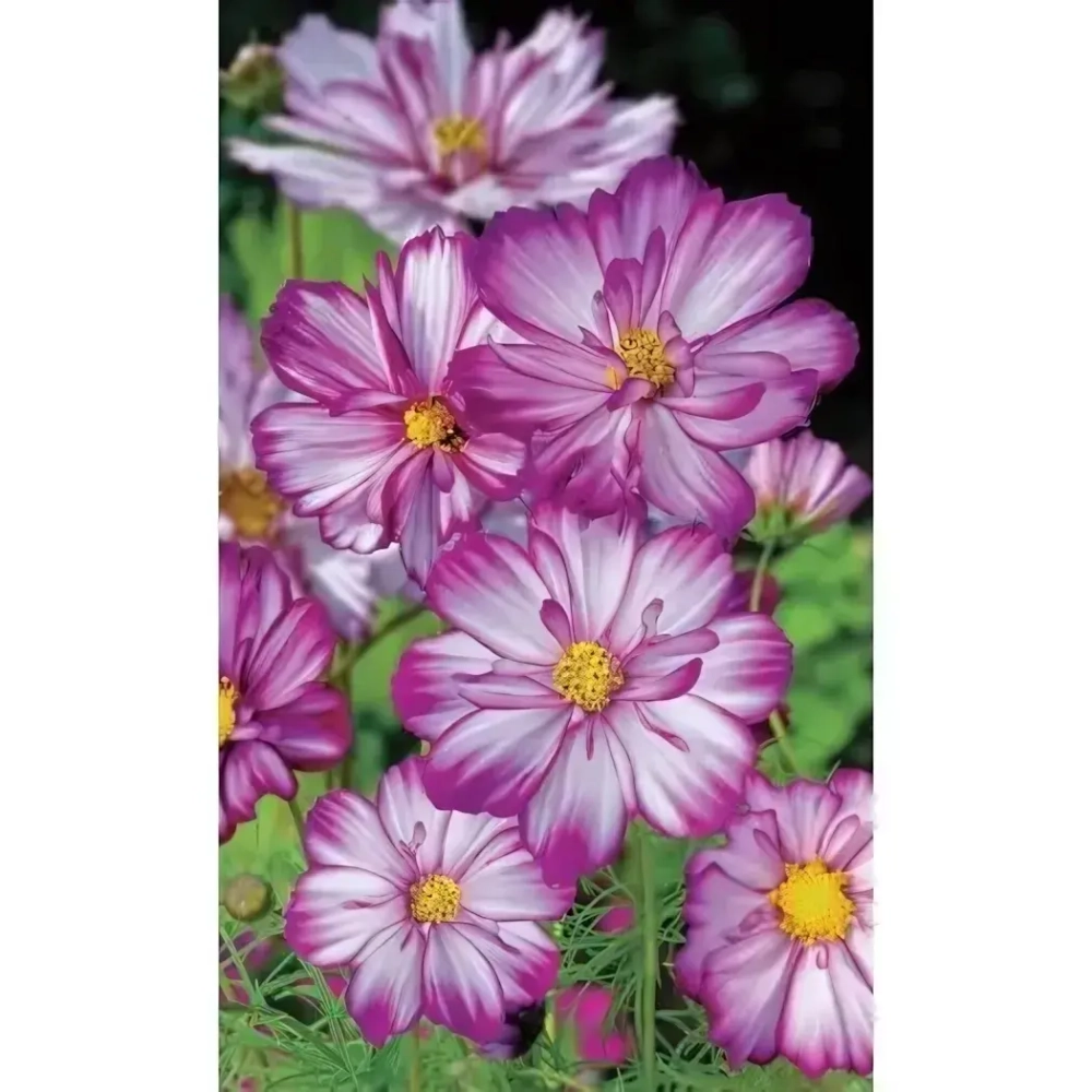 Семена Космея Карусель (УД) Е/П