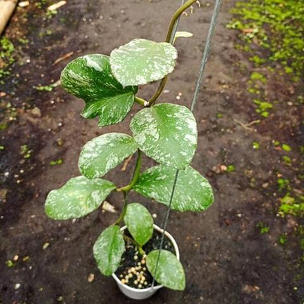 Хойя WAYMANIAE CLOUDY SKY