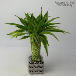 Композиция бамбук счастья "Ильюшенька"