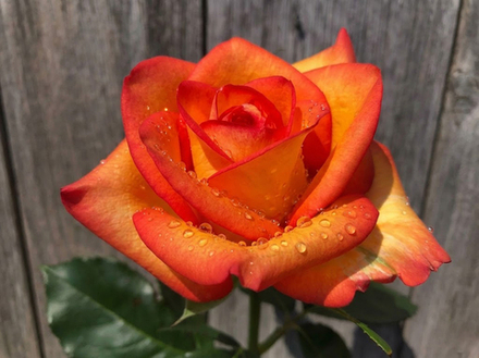 Роза чайно-гибридная «Моника»