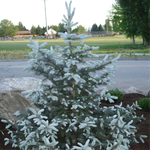 Ель колючая (голубая) Хупси С2 20-25