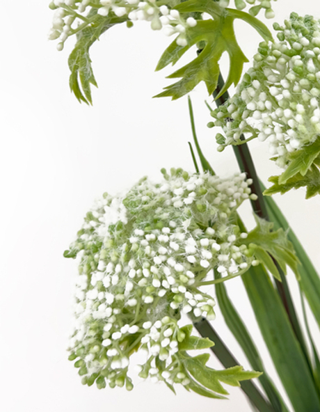 Даукус карота (Дикая морковь) 60 см