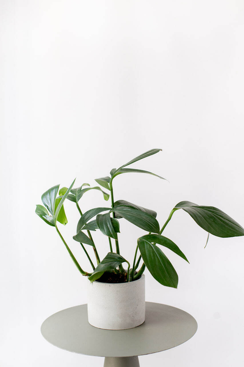 Филодендрон Драгон Тейл