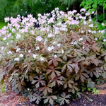 Герань пятнистая Эспрессо С2