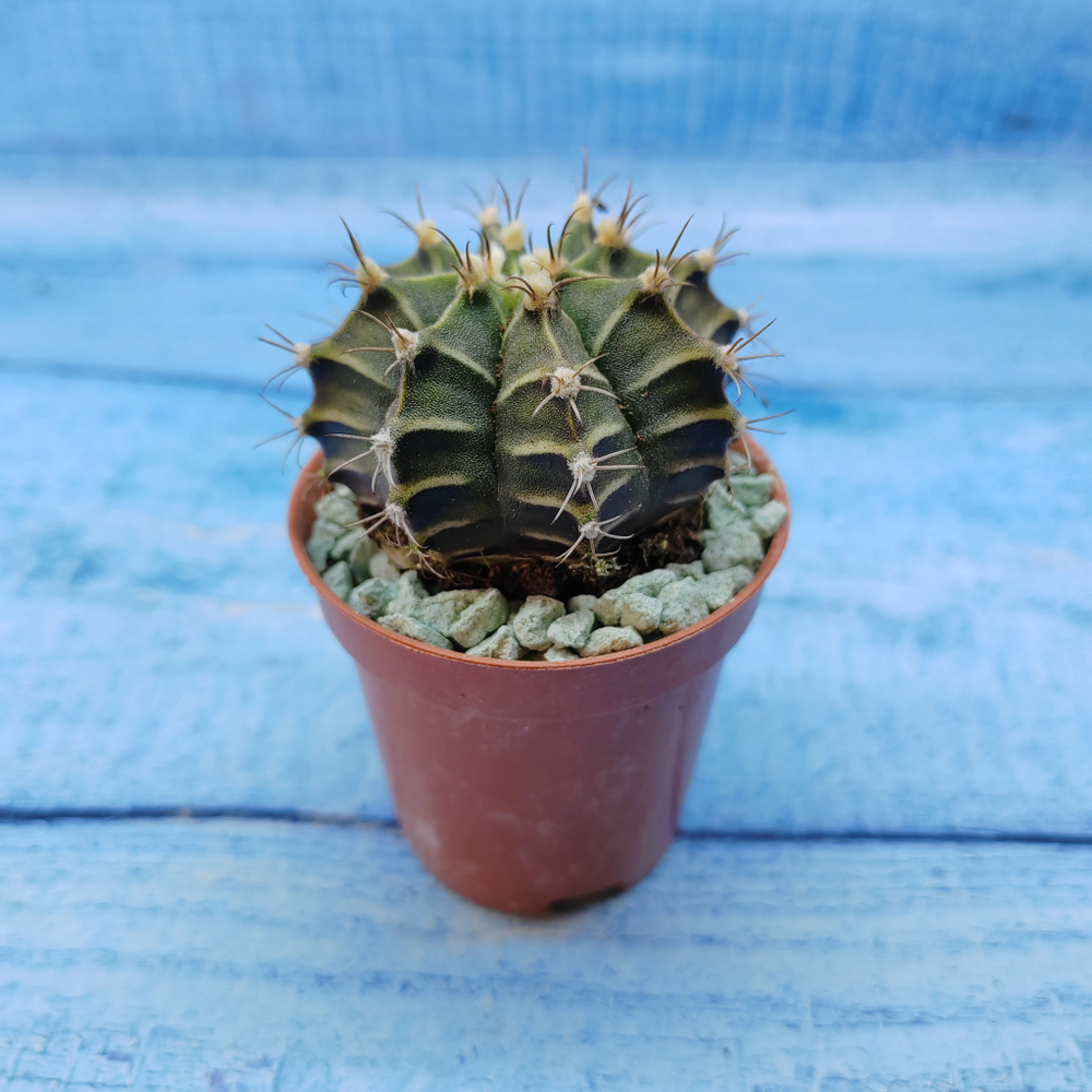 Gymnocalycium Friedrichii (Гимнокалициум)