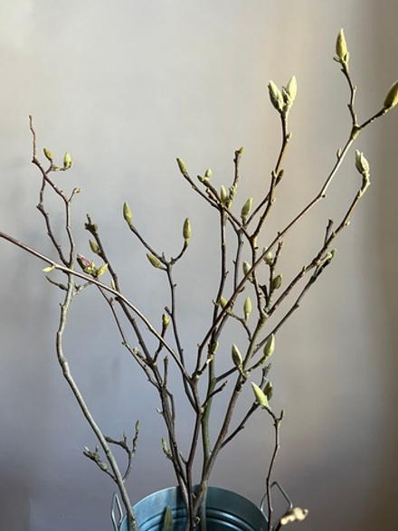 Магнолия ветки 100 см